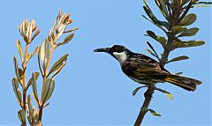 White-cheeked Honeyeater